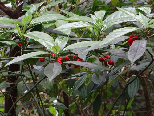Aucuba japonica