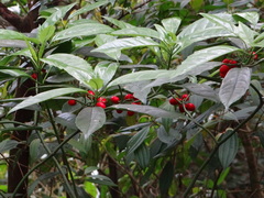 Aucuba japonica
