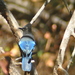 Blue-fronted Steller's Jay - Photo (c) Sean Cozart, some rights reserved (CC BY-NC), uploaded by Sean Cozart