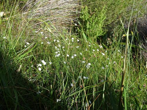 Image of Nemesia diffusa by (c) Thomas Koffel, some rights reserved (CC BY)