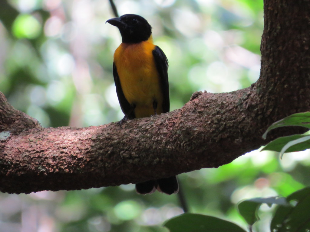Black-throated Shrike-Tanager photo