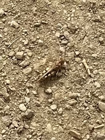 iNaturalist observation photo of Dissosteira