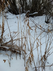 Chamaenerion angustifolium