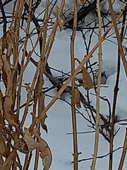 Chamaenerion angustifolium