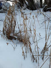 Chamaenerion angustifolium