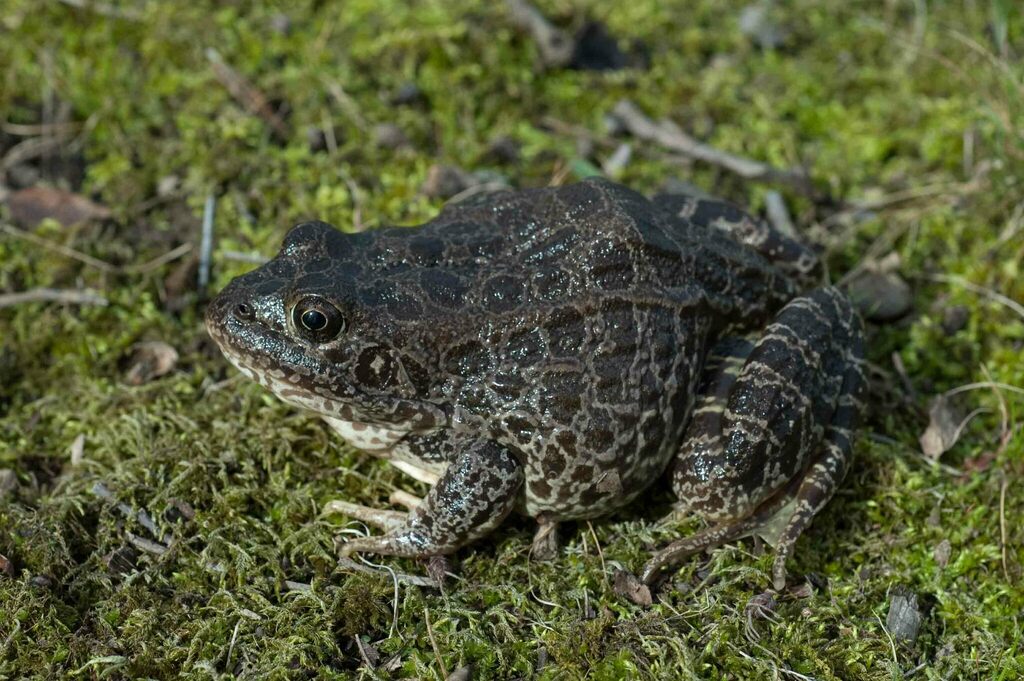 Crawfish Frog in March 2009 by Moses Michelsohn · iNaturalist