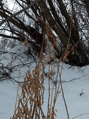 Chamaenerion angustifolium