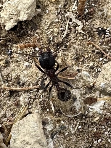 iNaturalist observation photo of Andre's Harvester Ant