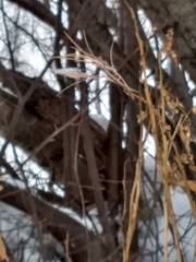 Chamaenerion angustifolium