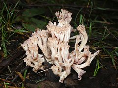 Ramaria capitata