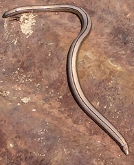 Anniella pulchra