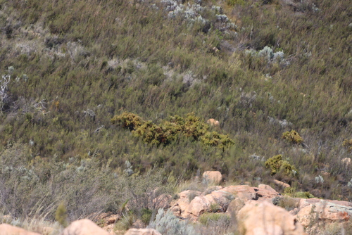 Image of Protea namaquana by (c) Tony Rebelo, some rights reserved (CC BY-SA)