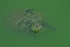 Trachemys venusta iversoni