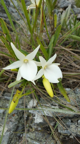 Angraecum protensum