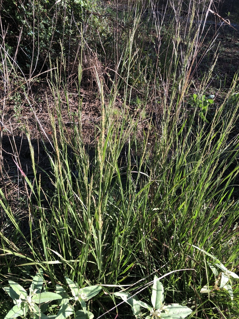 redtop panicgrass from Bastrop County, TX, USA on September 21, 2023 at ...