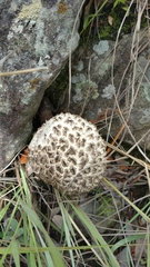 Amanita echinocephala