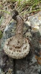 Amanita echinocephala