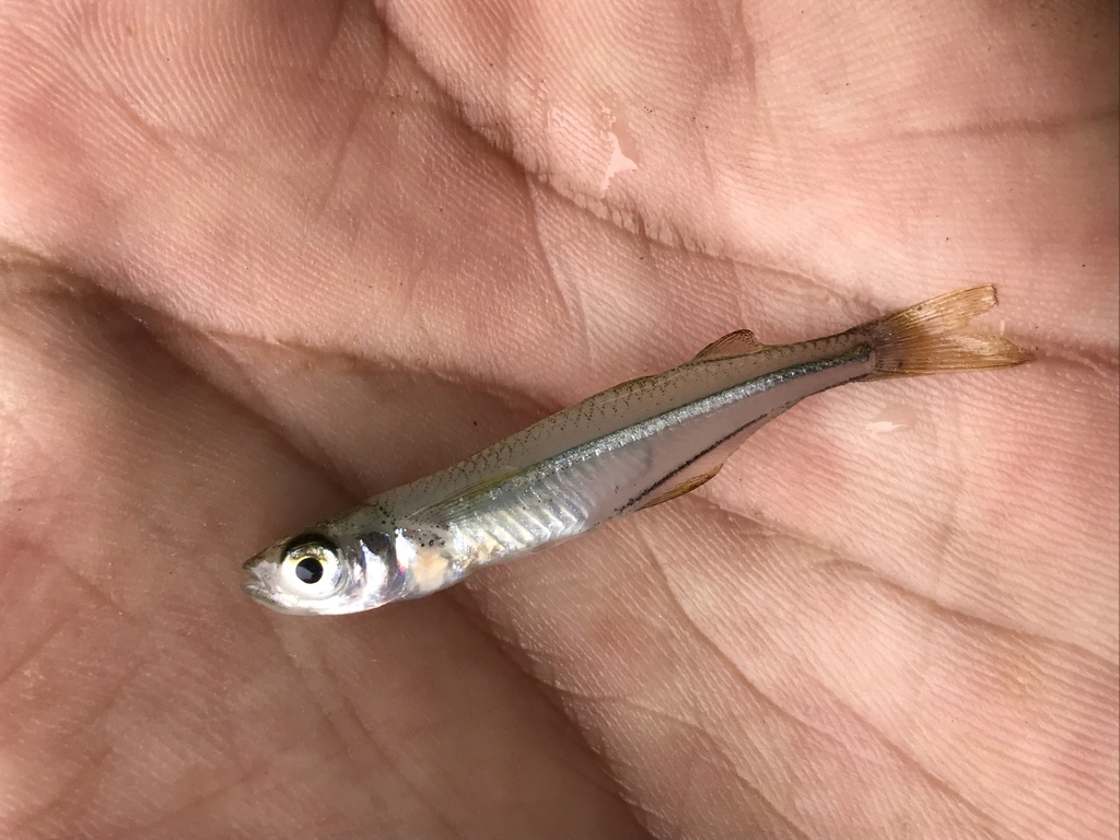 Hubbs' silverside (Atherinella hubbsi) — Atherinopsidae