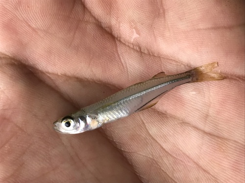 Hubbs' koornaarvis (Atherinella hubbsi) — Atherinopsidae