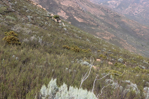 Image of Protea namaquana by (c) Tony Rebelo, some rights reserved (CC BY-SA)