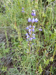 Lupinus nanus