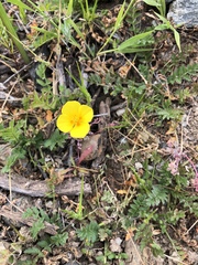 Eschscholzia ramosa