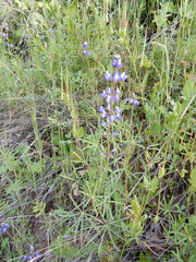 Lupinus nanus
