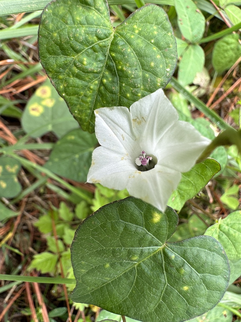 White Morningglory from SR646, White Stone, VA, US on September 30, 2023 at 1152 AM by Betsy