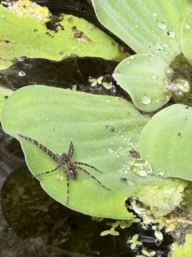 Okefenokee Fishing Spider photo 3