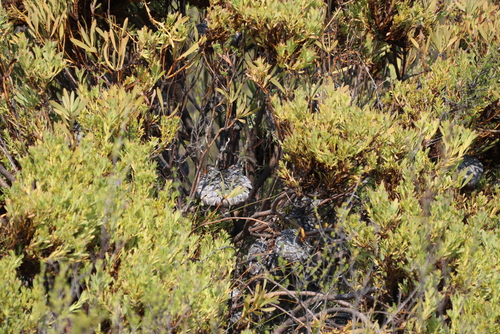 Image of Protea namaquana by (c) Tony Rebelo, some rights reserved (CC BY-SA)