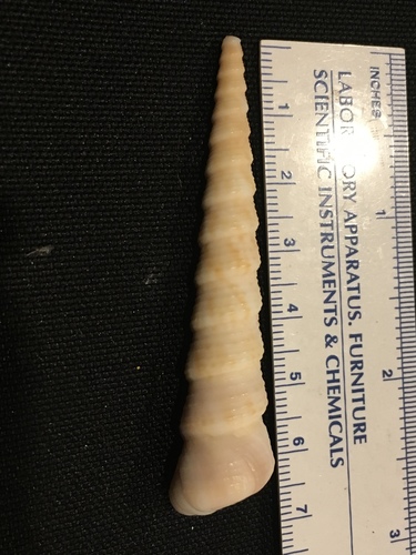 White-mouth Turritella