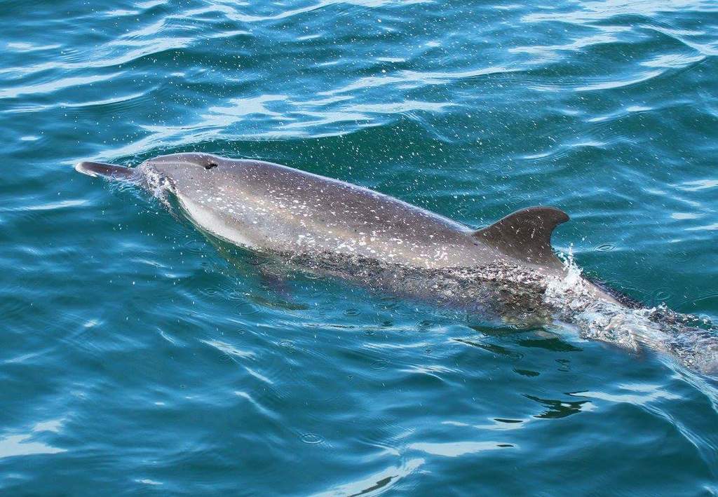 Bottlenose Dolphins