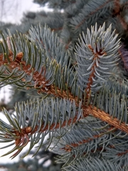 Picea pungens