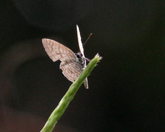 Leptotes plinius