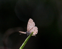 Leptotes plinius