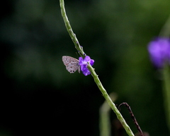 Leptotes plinius