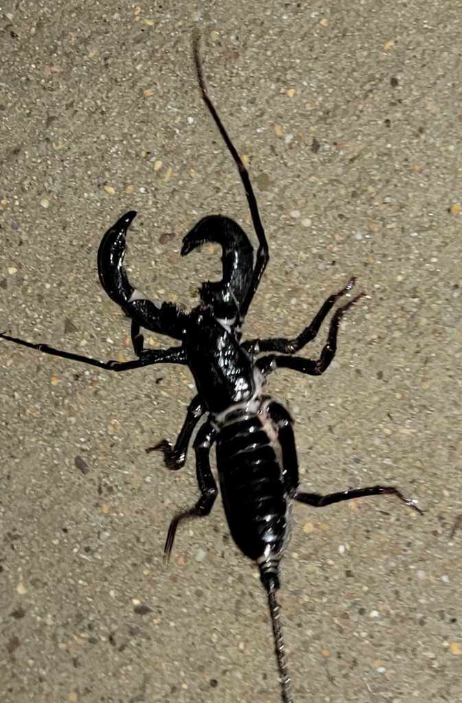 Giant Vinegaroon from Brewster County, TX, USA on September 13, 2023 at