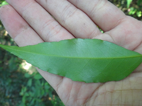 Image of Putranjiva Formosana (Putranjiva formosana) by (c) 呂一起(Lu i-chi), some rights reserved (CC BY)