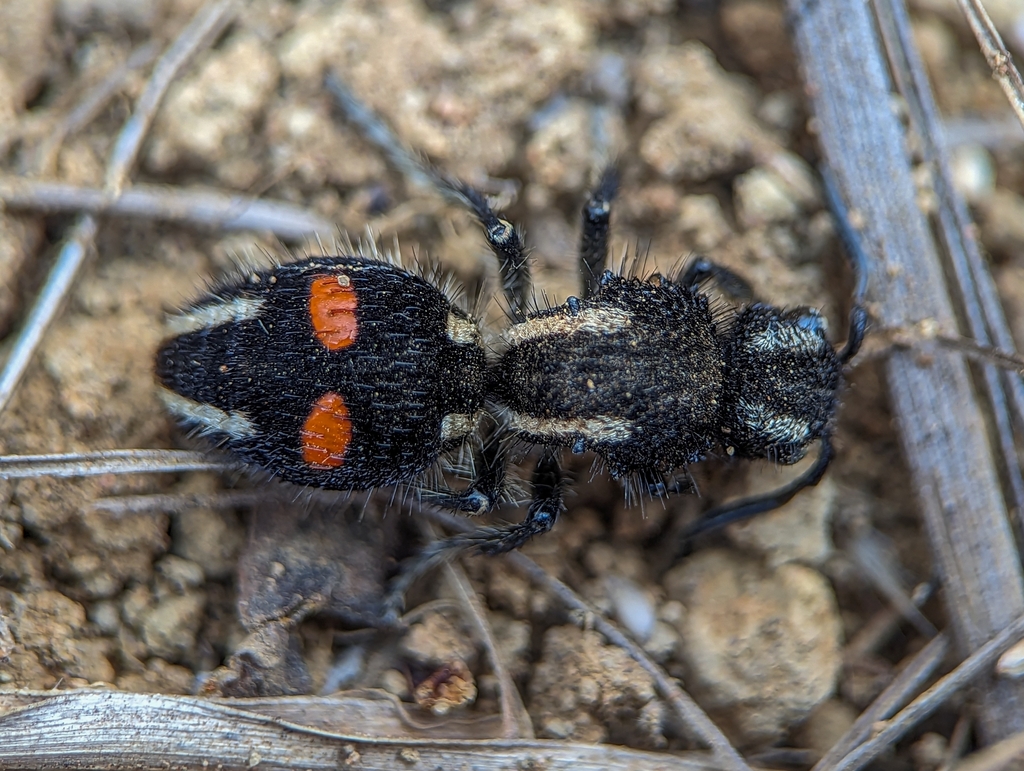 Hoplomutilla myops