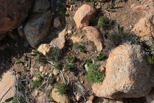 Image of Haemanthus amarylloides by (c) Tony Rebelo, some rights reserved (CC BY-SA)