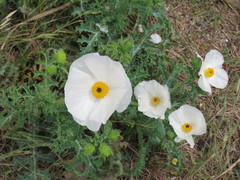 Argemone albiflora
