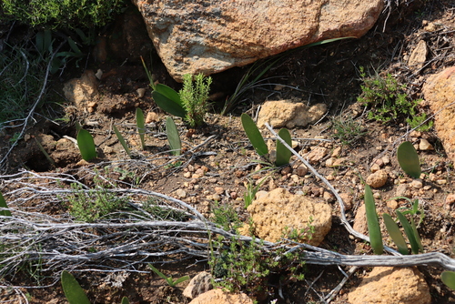 Image of Haemanthus amarylloides by (c) Tony Rebelo, some rights reserved (CC BY-SA)