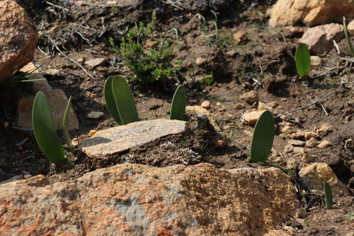 Haemanthus amarylloides