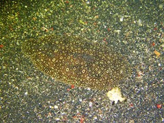 Pardachirus pavoninus