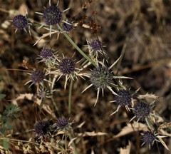 Eryngium articulatum