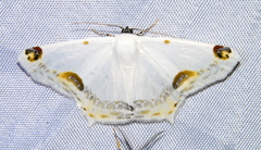 Sericoptera