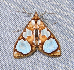 Glyphodes grandisalis
