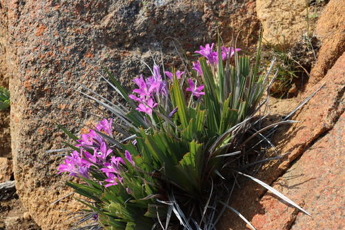 Babiana dregei