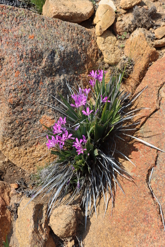 Babiana dregei