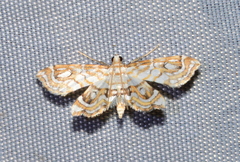 Musotiminae